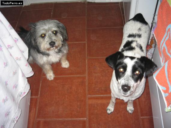 Foto del perro Tysson y pichu