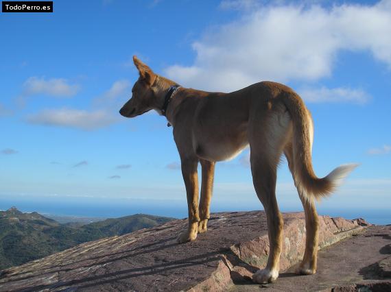 Foto del perro Pancho