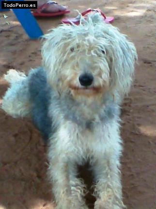 Foto del perro Sofy