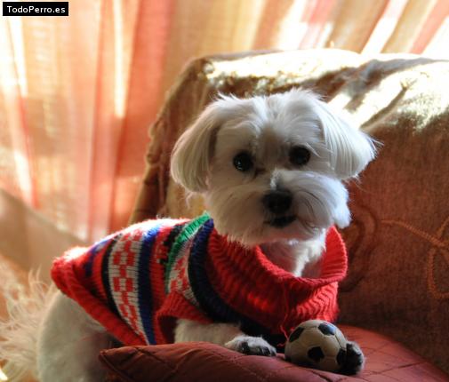 Foto del perro Panchito