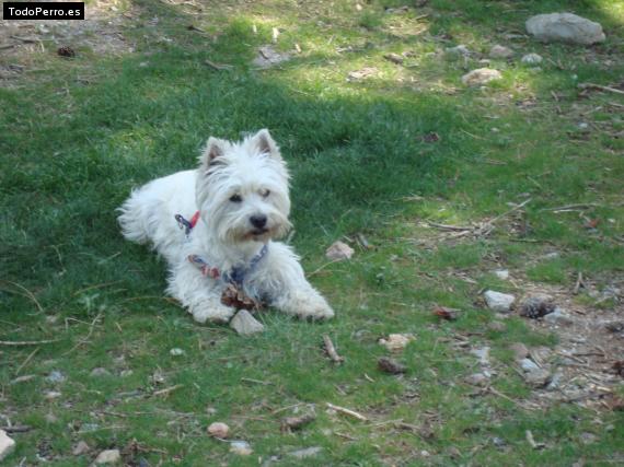 Foto del perro Pancho