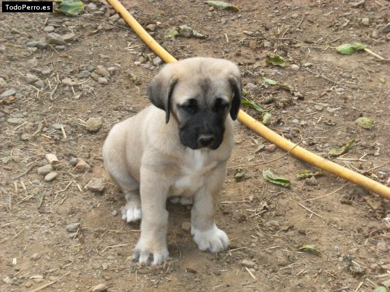 Foto del perro Leon