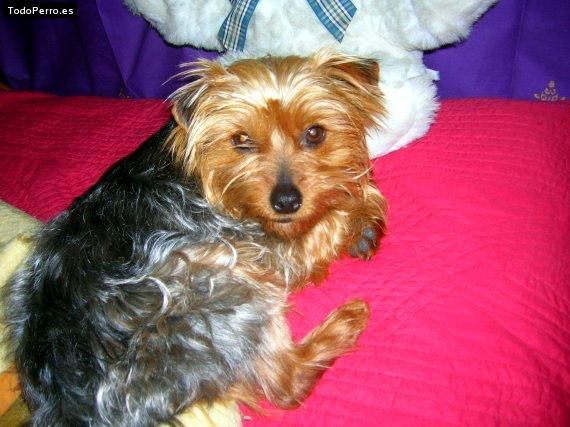 Foto del perro Trusa