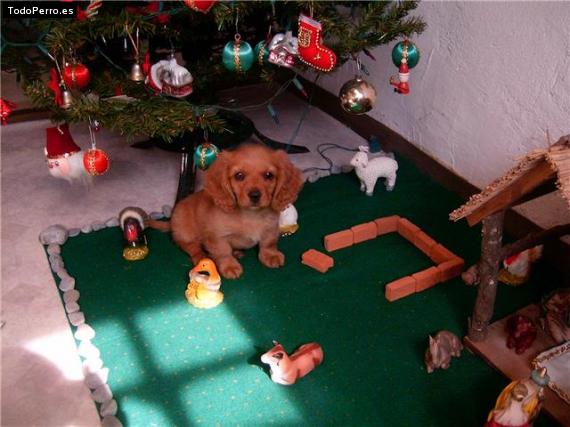 Foto del perro Camila