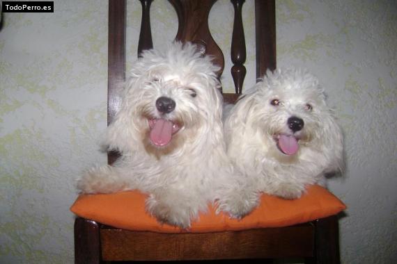 Foto del perro Yessy and simba