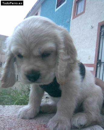 Foto del perro Rockye