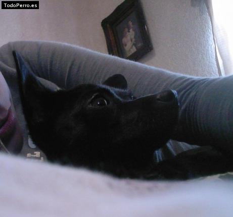 Foto del perro Shadou