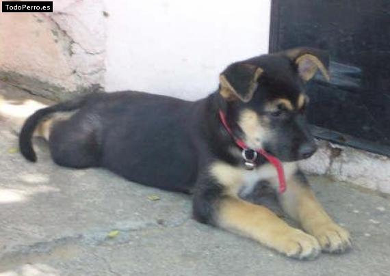 Foto del perro Jazz