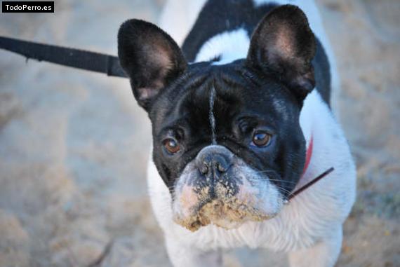 Foto del perro Brutus