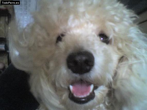 Foto del perro Choco