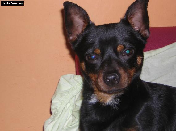 Foto del perro Chlin