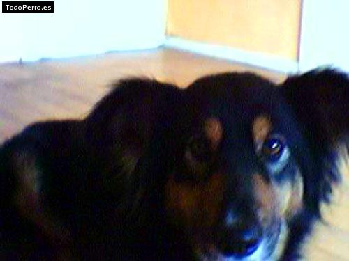 Foto del perro Mona