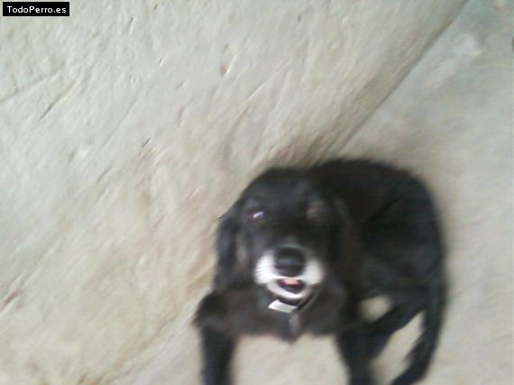 Foto del perro Tomasito