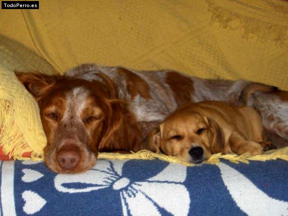 Foto del perro Ada y neska