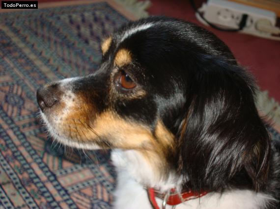 Foto del perro Cuca