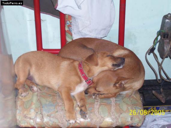 Foto del perro Colita y coqui
