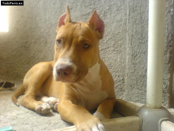 Foto del perro Ruso