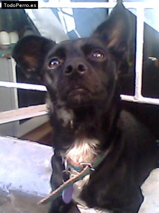 Foto del perro Candy