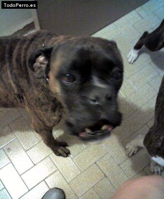 Foto del perro Tyson