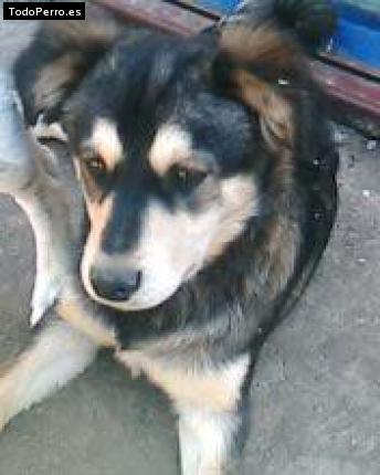Foto del perro Terry