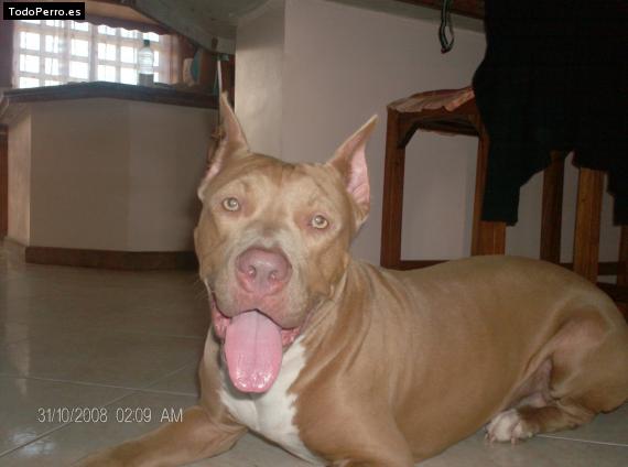Foto del perro Shester