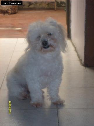 Foto del perro Shaggy