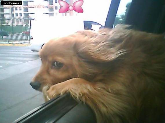 Foto del perro Toty