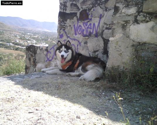 Foto del perro Lobo