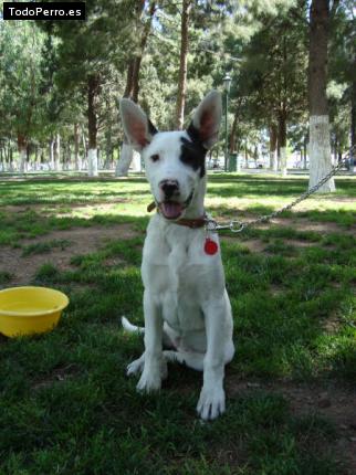 Foto del perro Galleta