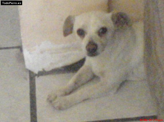 Foto del perro Rexx