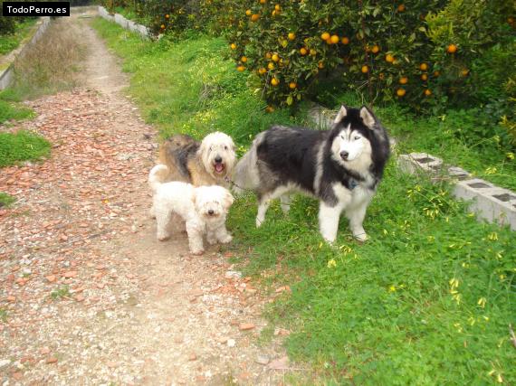 Foto del perro Asia, danko y milu