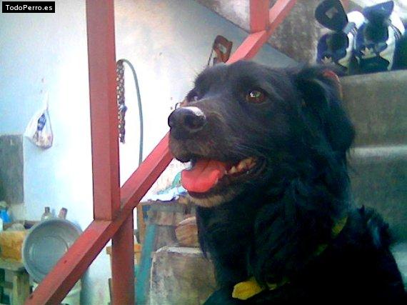 Foto del perro Colita