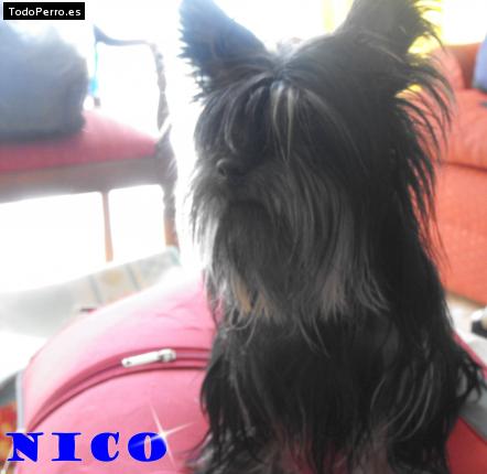 Foto del perro Nico