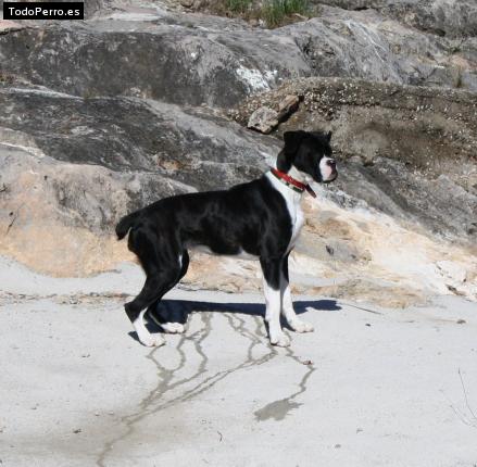 Foto del perro Kiara