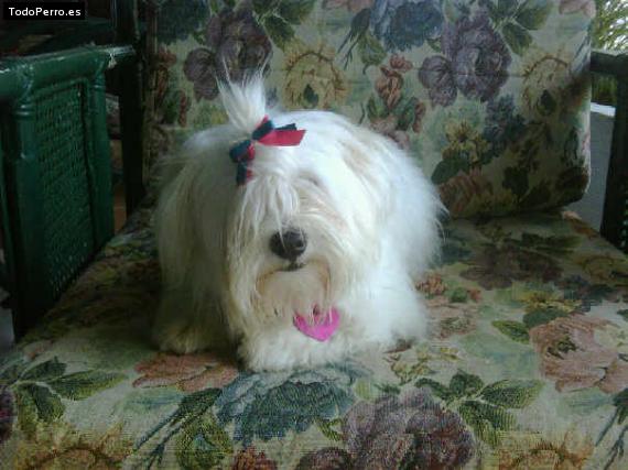 Foto del perro Consentida