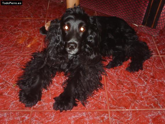 Foto del perro Black