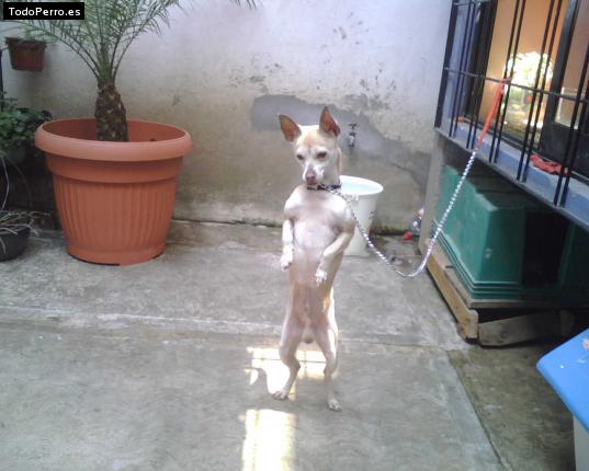 Foto del perro Canelo