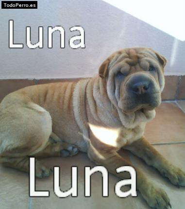 Foto del perro Luna