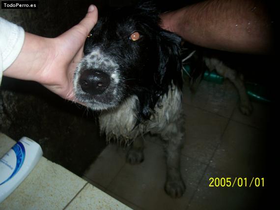 Foto del perro Charly