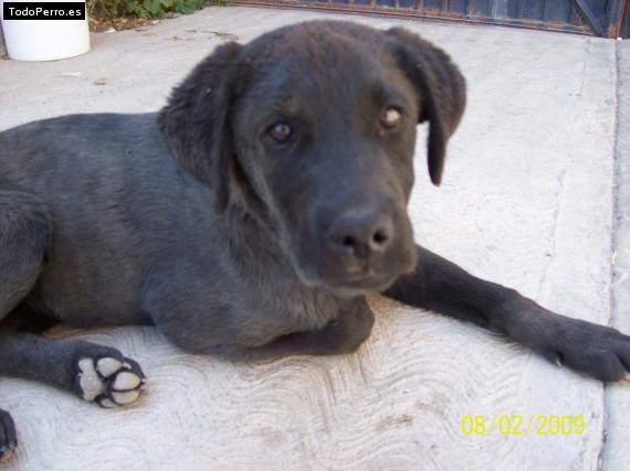 Foto del perro Tornillo