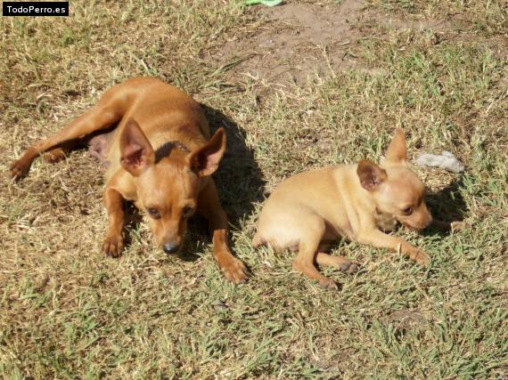 Foto del perro Bonnie