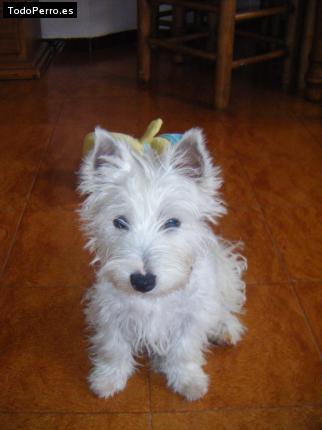 Foto del perro Mafalda