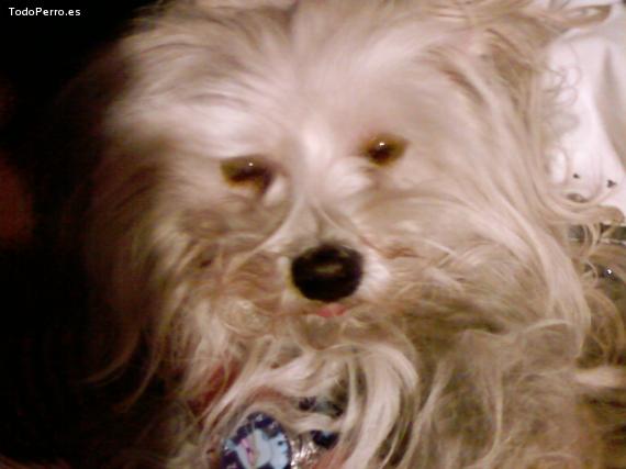 Foto del perro Shindy
