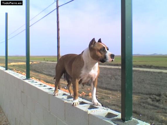 Foto del perro Layka