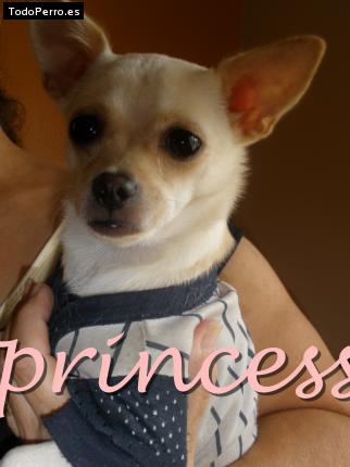 Foto del perro Prinsess