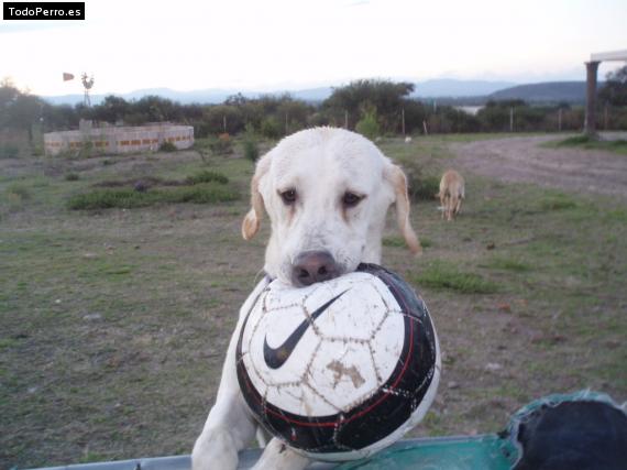 Foto del perro Benjy