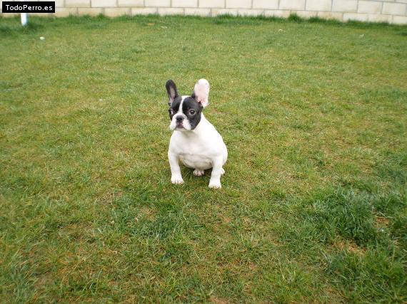 Foto del perro Lola