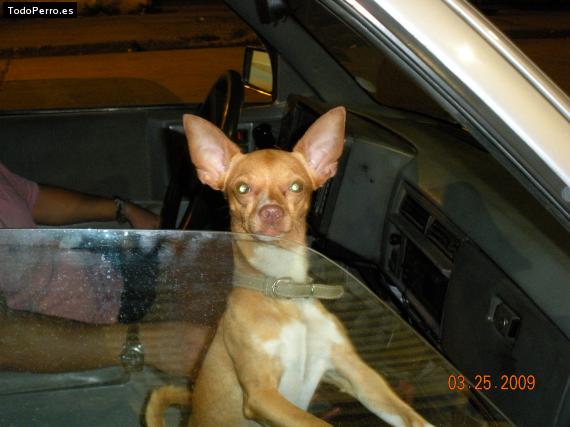 Foto del perro Ricky