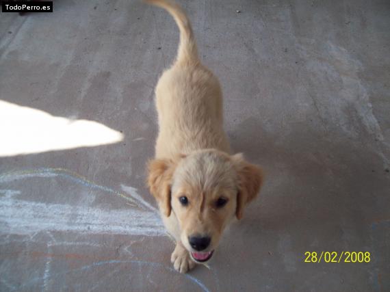 Foto del perro Sami