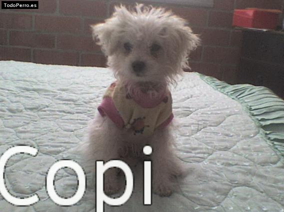 Foto del perro Copita